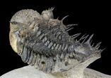 Excellent Spiny Drotops Armatus Trilobite - #57773-7